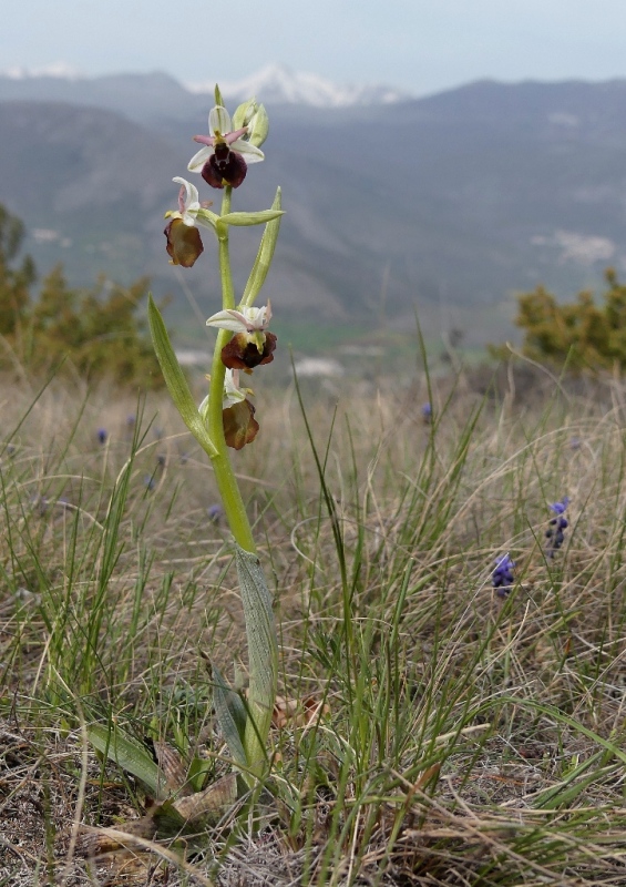 Ophrys crabronifera e la sua variabilit in alcune zone di Lazio e Abruzzo primavera 2018